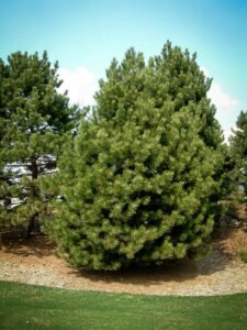 Сосна Чёрная (Pinus Nigra) купить по цене от 270.00р. в интернет-магазине «Посадика» с доставкой почтой в в Губкине и по всей России – [изображение №1].