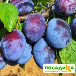 Слива Чачакская ранняя купить по цене от 229.00р. в интернет-магазине «Посадика» с доставкой почтой в в Губкине и по всей России – [изображение №1].