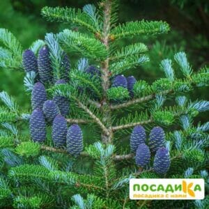 Пихта корейская (Abies koreana) купить по цене от 450.00р. в интернет-магазине «Посадика» с доставкой почтой в в Губкине и по всей России – [изображение №1].