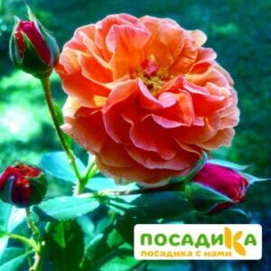 Роза Арабия купить по цене от 350.00р. в интернет-магазине «Посадика» с доставкой почтой в в Губкине и по всей России – [изображение №1].