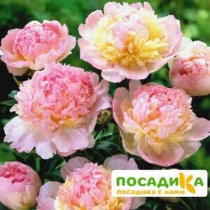 Пион Распберри Сандей (Paeonia Raspberry Sundae) купить по цене от 959р. в интернет-магазине «Посадика» с доставкой почтой в в Губкине и по всей России – [изображение №1].