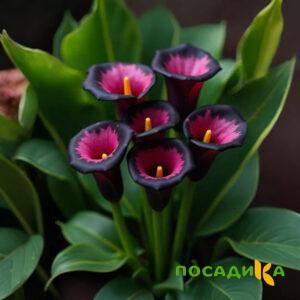 Калла Аура Лейс купить по цене от 400р. в интернет-магазине «Посадика» с доставкой почтой в в Губкине и по всей России – [изображение №1].