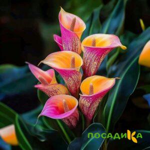 Калла Оникс купить по цене от 450р. в интернет-магазине «Посадика» с доставкой почтой в в Губкине и по всей России – [изображение №1].