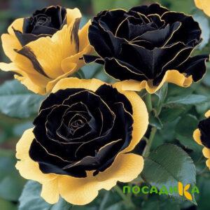Роза Ханни Сикл купить по цене от 700р. в интернет-магазине «Посадика» с доставкой почтой в в Губкине и по всей России – [изображение №1].