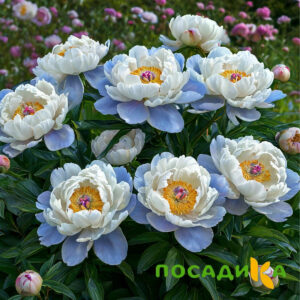 Пион акварельный Этюд купить по цене от 806р. в интернет-магазине «Посадика» с доставкой почтой в в Губкине и по всей России – [изображение №1].