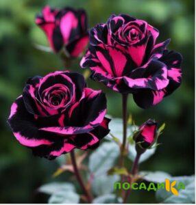 Роза Багровый Шепот купить по цене от 366р. в интернет-магазине «Посадика» с доставкой почтой в в Губкине и по всей России – [изображение №1].
