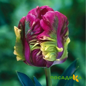 Тюльпан Экзотик Хэвен купить по цене от 186р. в интернет-магазине «Посадика» с доставкой почтой в в Губкине и по всей России – [изображение №1].