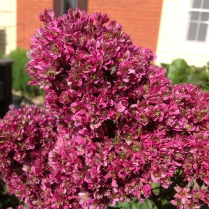 Флокс Филингс купить по цене от 329р. в интернет-магазине «Посадика» с доставкой почтой в в Губкине и по всей России – [изображение №1].