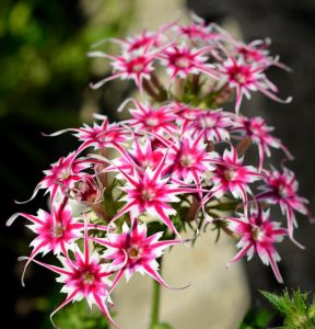 Флокс Метельчатый Путь купить по цене от 456р. в интернет-магазине «Посадика» с доставкой почтой в в Губкине и по всей России – [изображение №1].