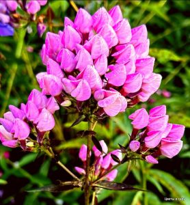 Флокс Бутоник купить по цене от 461р. в интернет-магазине «Посадика» с доставкой почтой в в Губкине и по всей России – [изображение №1].